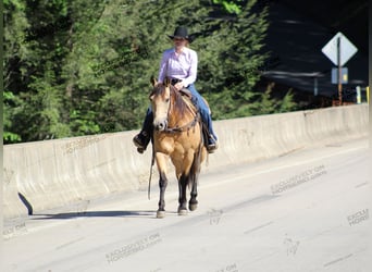 American Quarter Horse, Ruin, 8 Jaar, 150 cm, Buckskin