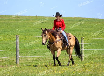 American Quarter Horse, Ruin, 8 Jaar, 150 cm, Buckskin