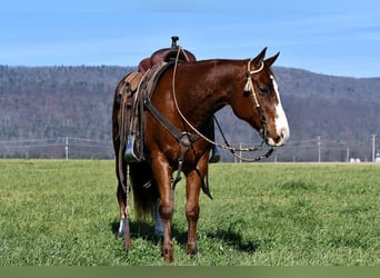 American Quarter Horse, Ruin, 8 Jaar, 150 cm, Donkere-vos