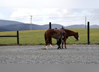American Quarter Horse, Ruin, 8 Jaar, 150 cm, Donkere-vos