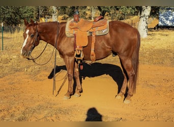 American Quarter Horse, Wallach, 8 Jahre, 150 cm, Dunkelfuchs