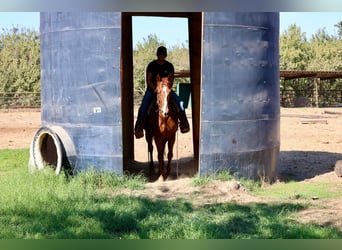 American Quarter Horse, Wallach, 8 Jahre, 150 cm, Dunkelfuchs