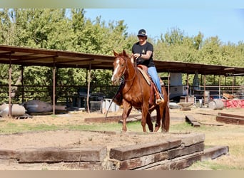 American Quarter Horse, Wallach, 8 Jahre, 150 cm, Dunkelfuchs