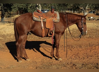 American Quarter Horse, Wallach, 8 Jahre, 150 cm, Dunkelfuchs