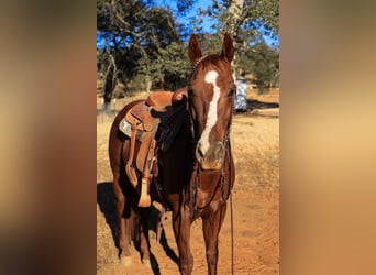 American Quarter Horse, Wallach, 8 Jahre, 150 cm, Dunkelfuchs