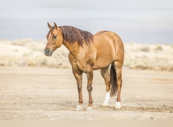 American Quarter Horse, Ruin, 8 Jaar, 150 cm, Falbe