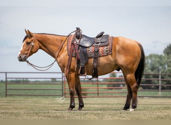 American Quarter Horse, Ruin, 8 Jaar, 150 cm, Falbe