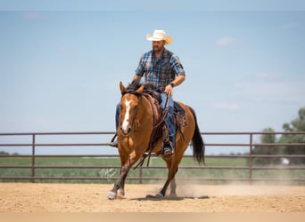 American Quarter Horse, Ruin, 8 Jaar, 150 cm, Falbe