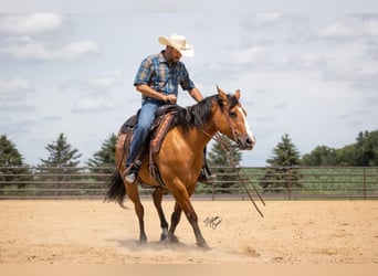 American Quarter Horse, Ruin, 8 Jaar, 150 cm, Falbe