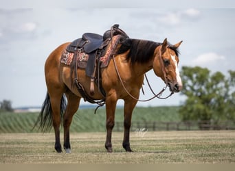 American Quarter Horse, Ruin, 8 Jaar, 150 cm, Falbe