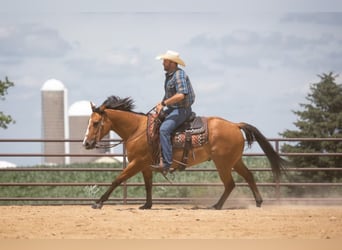 American Quarter Horse, Ruin, 8 Jaar, 150 cm, Falbe