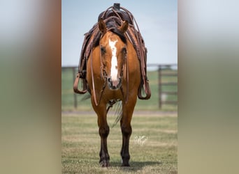 American Quarter Horse, Ruin, 8 Jaar, 150 cm, Falbe