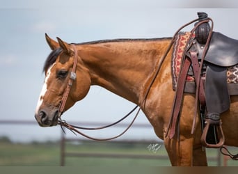 American Quarter Horse, Ruin, 8 Jaar, 150 cm, Falbe