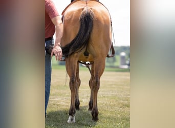 American Quarter Horse, Ruin, 8 Jaar, 150 cm, Falbe