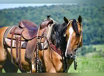 American Quarter Horse, Ruin, 8 Jaar, 150 cm, Falbe