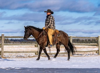 American Quarter Horse, Ruin, 8 Jaar, 150 cm, Grullo