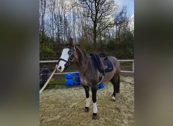 American Quarter Horse, Ruin, 8 Jaar, 150 cm, Grullo