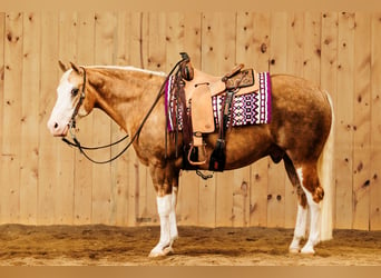 American Quarter Horse, Ruin, 8 Jaar, 150 cm, Palomino