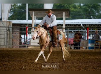 American Quarter Horse, Ruin, 8 Jaar, 150 cm, Palomino