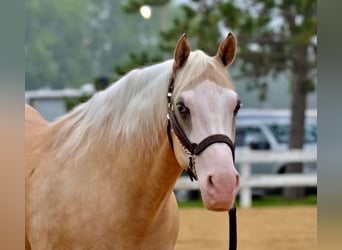 American Quarter Horse, Ruin, 8 Jaar, 150 cm, Palomino