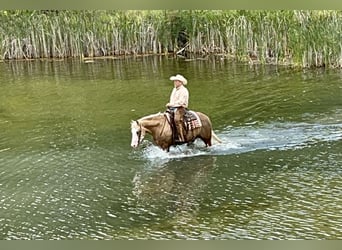 American Quarter Horse, Ruin, 8 Jaar, 150 cm, Palomino