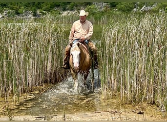 American Quarter Horse, Ruin, 8 Jaar, 150 cm, Palomino