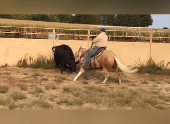 American Quarter Horse, Ruin, 8 Jaar, 150 cm, Palomino