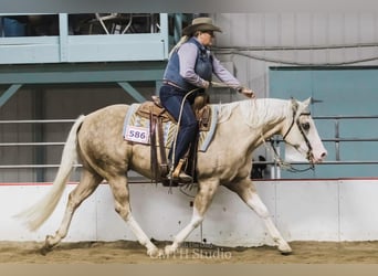 American Quarter Horse, Ruin, 8 Jaar, 150 cm, Palomino