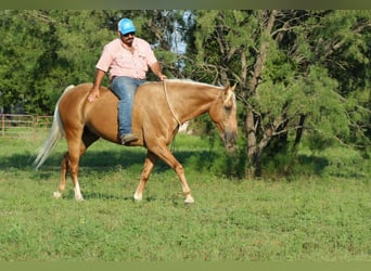 American Quarter Horse, Ruin, 8 Jaar, 150 cm, Palomino