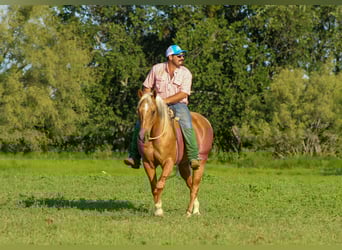 American Quarter Horse, Ruin, 8 Jaar, 150 cm, Palomino