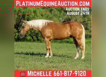 American Quarter Horse, Ruin, 8 Jaar, 150 cm, Palomino