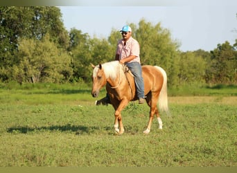 American Quarter Horse, Ruin, 8 Jaar, 150 cm, Palomino