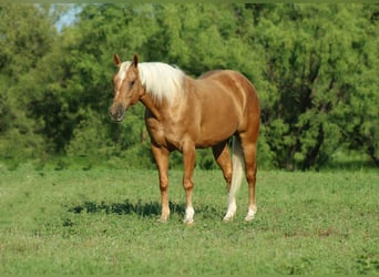 American Quarter Horse, Ruin, 8 Jaar, 150 cm, Palomino