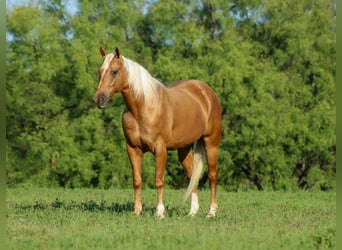 American Quarter Horse, Ruin, 8 Jaar, 150 cm, Palomino