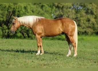 American Quarter Horse, Ruin, 8 Jaar, 150 cm, Palomino