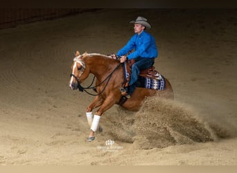 American Quarter Horse, Ruin, 8 Jaar, 150 cm, Palomino