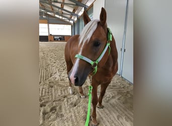 American Quarter Horse, Ruin, 8 Jaar, 150 cm, Palomino