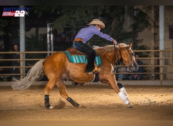 American Quarter Horse, Ruin, 8 Jaar, 150 cm, Palomino