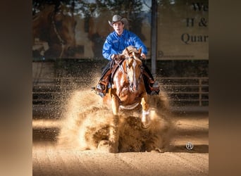 American Quarter Horse, Ruin, 8 Jaar, 150 cm, Palomino