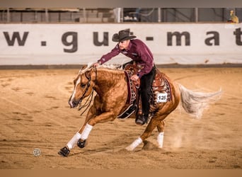 American Quarter Horse, Ruin, 8 Jaar, 150 cm, Palomino