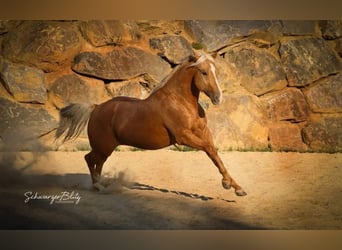 American Quarter Horse, Ruin, 8 Jaar, 150 cm, Palomino