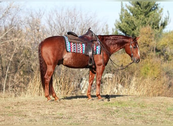 American Quarter Horse, Ruin, 8 Jaar, 150 cm