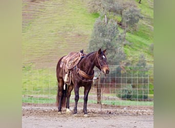 American Quarter Horse, Ruin, 8 Jaar, 150 cm, Roodbruin