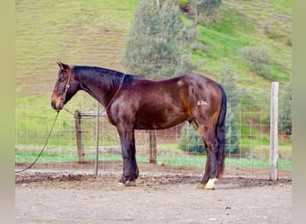 American Quarter Horse, Ruin, 8 Jaar, 150 cm, Roodbruin