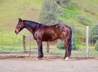 American Quarter Horse, Ruin, 8 Jaar, 150 cm, Roodbruin