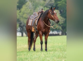 American Quarter Horse, Ruin, 8 Jaar, 150 cm, Roodbruin