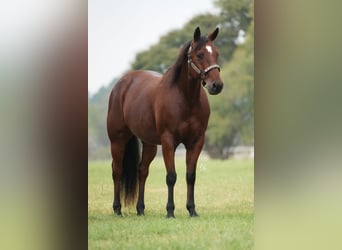 American Quarter Horse, Ruin, 8 Jaar, 150 cm, Roodbruin