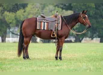 American Quarter Horse, Ruin, 8 Jaar, 150 cm, Roodbruin