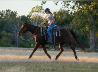 American Quarter Horse, Ruin, 8 Jaar, 150 cm, Roodbruin