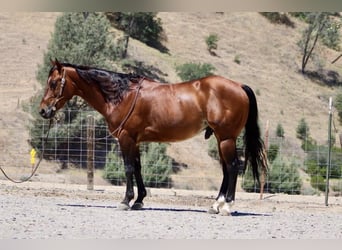American Quarter Horse, Ruin, 8 Jaar, 150 cm, Roodbruin